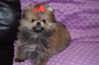 Pomeranian tata k adopci