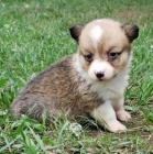 andlsk Pembroke Welsh Corgi tata tata na prodej.