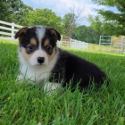 tata Pembroke Welsh Corgi na prodej.