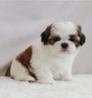 Krsn ttka Imperial Shih Tzu