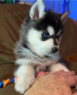 Krsn sibisk husky drek k adopci zdarma