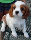 Cavalier King Charles k dispozici *