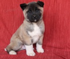 Kvalitn tata Akita Inu k adopci