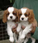 Cavalier King Charles k dispozici *))