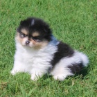 mini pomeransk