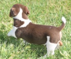 zdrav tata jack russell terira na prodej