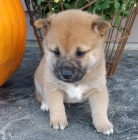 tata shiba inu