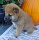 tata shiba inu