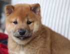 tata shiba inu na prodej.