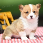 krsn a rozkon hnd Pembroke Welsh Corgi tata tata na prodej.