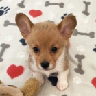 roztomil tata Pembroke Welsh Corgi Puppies na prodej.