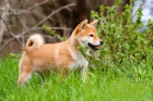 Shiba inu