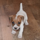 zdrav tata jack russell na prodej.