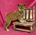 tata shiba inu