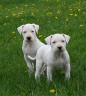 Prodej tat Dogo Argentino