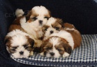 tata SHIH TZU