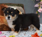 Welsh Corgi Pembroke