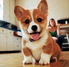 tata Welsh Corgi pipravena