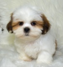 krsn ttka SHIH TZU