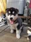 modr oi rozkon sibisk husky