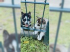  Sibisk husky chlapci a dvky