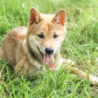 Milujc Shiba Inu