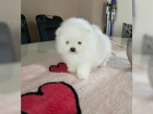 tata rasy Pomeranian (Pomk)