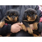 12 tdn Star registrovan Rottweiler tata