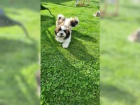 istokrevn tata Shih Tzu