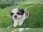 istokrevn tata Shih Tzu