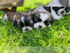 istokrevn tata Shih Tzu