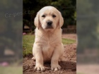 LABRADORSKY RETRIVR