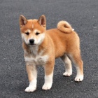 tata shiba inu