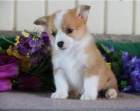 Rozkon tata Welsh Corgi Pembroke jsou pipravena k adopci.