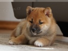 tata Shiba Inu pro nov domovy k adopci