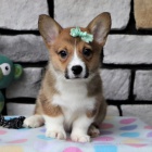 tata Pembroke Welsh Corgi