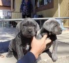 Milujc tata Cane Corso pro nov domov 