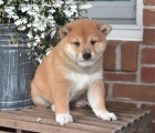 Jemn Shiba Inu