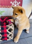 Roztomil shiba inu