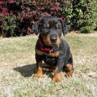 velkolep doberman 6