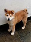 akita inu 02