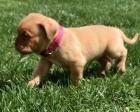 krsn tata dogue de bordeaux