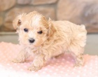 krsn tn maltipoo k adopci