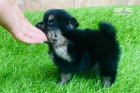 krsn tn pomeranian k adopci