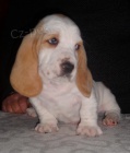 roztomil ttka Basset hound K dispozici