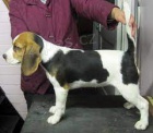 Beagle