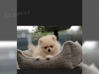 Pomeranian ena 10 tdn