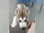 tata sibiskho huskyho s rodokmenem