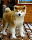 akita inu02