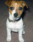 Jack Russell tata